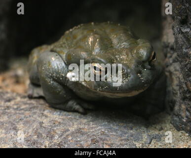 North American Colorado River toad (Incilius alvarius), a.k.a. Sonoran Desert toad, largest toad in the USA Stock Photo