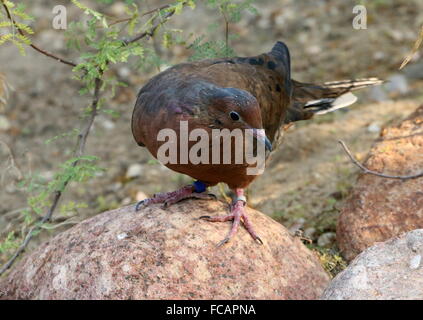 Mexican Socorro mourning Dove (Zenaida macroura graysoni), since 1972 extinct in the wild, breeding program, Arnhem Zoo, Holland Stock Photo