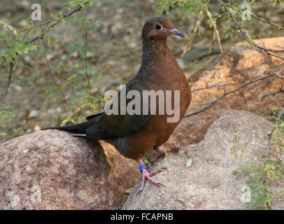 Mexican Socorro mourning Dove (Zenaida macroura graysoni), since 1972 extinct in the wild, breeding program, Arnhem Zoo, Holland Stock Photo