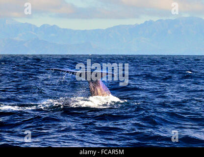 Tail fin of a Giant Sperm Whale  about to dive deep during Whale Watch tour in Kaikoura, East Coast, South Island, New Zealand . Stock Photo