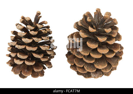 Two dried pine cones on isolated white background Stock Photo