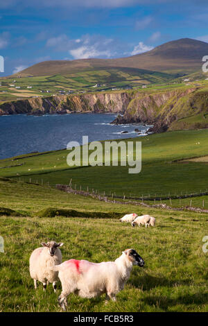 Evening sunlight over sheep and countryside of the Dingle Peninsula, County Kerry, Ireland Stock Photo