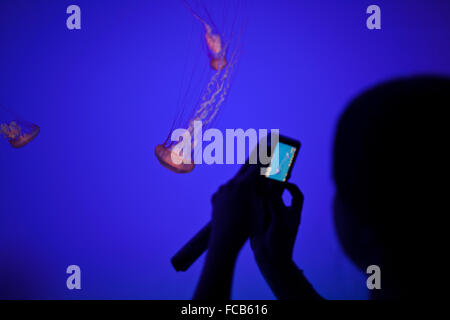 A visitor captures a picture of small Jellyfish (Medusozoa) with her smartphone. Stock Photo