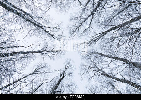 Snowy trees in a forest viewed from below in the winter. Stock Photo