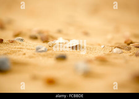 Netherlands, Renesse, Beach, shells Stock Photo