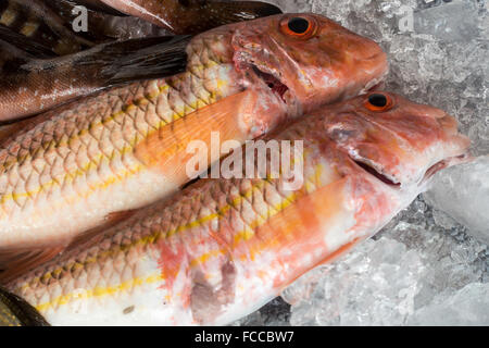 Comber Fish (Serranus cabrilla)  on ice in Callao Salveje Tenerife Stock Photo