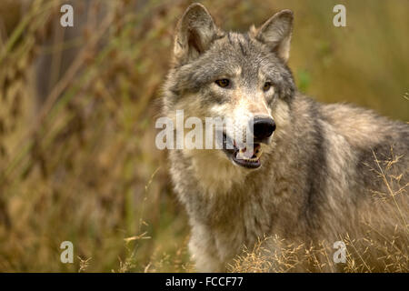 Grey Wolf