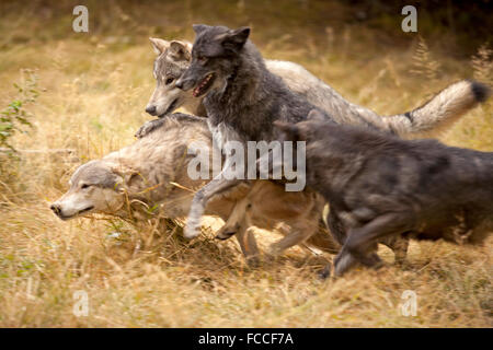 Wolf Pack at Play Stock Photo