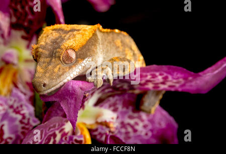 Gecko Climbing on Purple Orchid Stock Photo