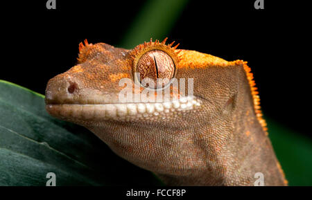 Gecko Close Up Stock Photo