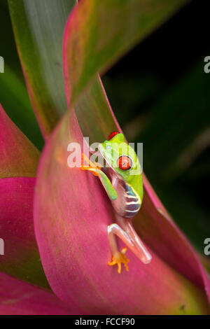 Baby tree frog on bromeliad Stock Photo