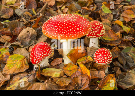 Amanita muscaria mushrooms. Stock Photo