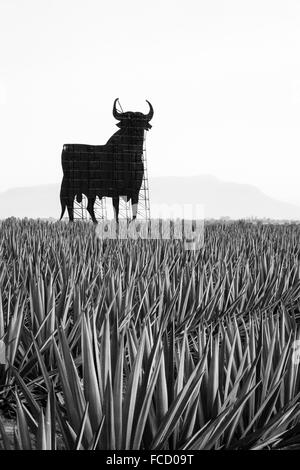 Back of billboard in field of blue agave in the the west central state of Jalisco, Mexico. Stock Photo