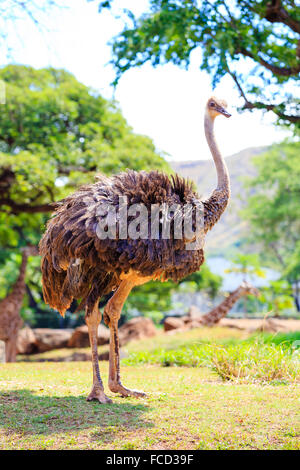 Ostrich (or emu) at the Honolulu Zoo looking towards the camera in Oahu Hawaii. Stock Photo