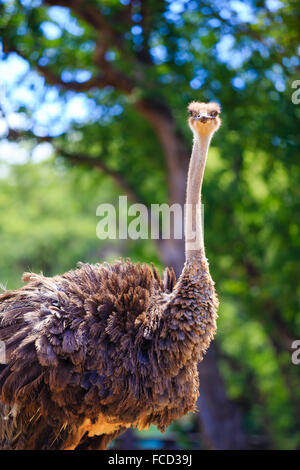 Ostrich (or emu) at the Honolulu Zoo looking towards the camera in Oahu Hawaii. Stock Photo