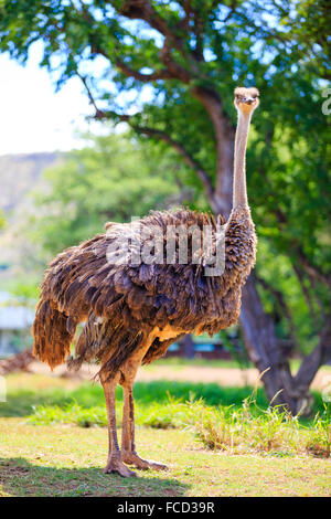 Ostrich (or emu) at the Honolulu Zoo looking towards the camera in Oahu Hawaii. Stock Photo