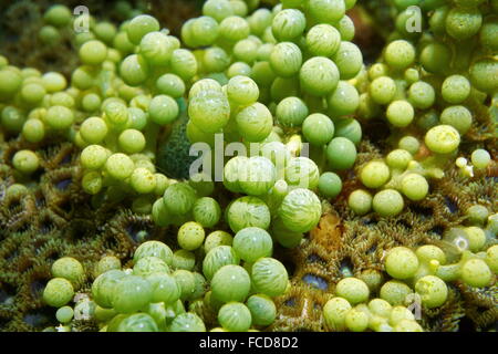 Green alga, Caulerpa racemosa, commonly known as sea grapes, underwater in the Caribbean sea Stock Photo