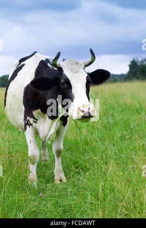 A black cow with white spots grazes in a green meadow Stock Photo - Alamy