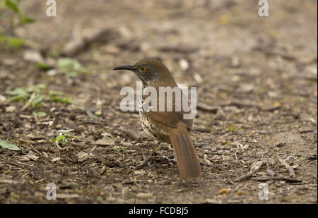 Long-billed Thrasher, Toxostoma longirostre in riverside scrub on Rio Grande, Texas.
