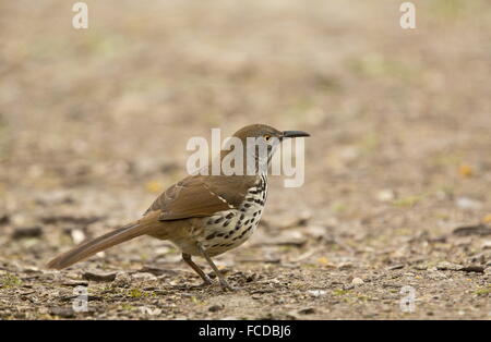 Long-billed Thrasher, Toxostoma longirostre in riverside scrub on Rio Grande, Texas.