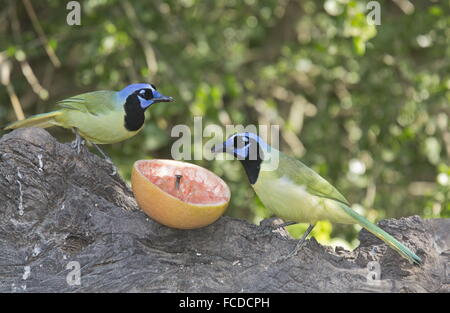 Green Jays or Rio Grande Jays, Cyanocorax yncas feeding at grapefruit in the Rio Grande valley, Texas. Stock Photo