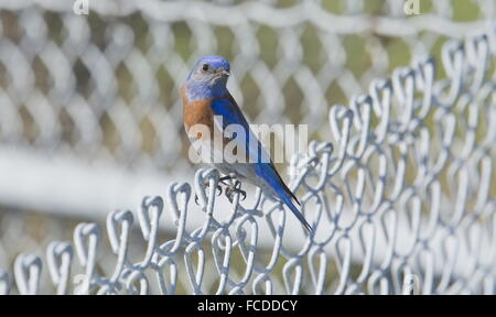 Male Western Bluebird, Sialia mexicana perched on fence, late winter, California. Stock Photo