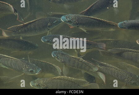 Shoal of Blue Tilapia, Oreochromis aureus, in shallow coastal lagoon, South Padre, Texas. Stock Photo