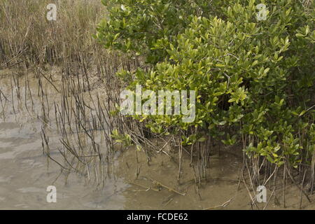 Black mangrove, Avicennia germinans on saltmarsh edge with pneumatophores (aerating roots), Texas. Stock Photo