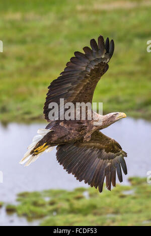 Netherlands, Nieuw Namen, Nature reserve called Verdronken Land van Saeftinghe. Tidal marshland. White-tailed eagle. Trained Stock Photo
