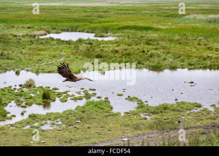 Netherlands, Nieuw Namen, Nature reserve called Verdronken Land van Saeftinghe. Tidal marshland. White-tailed eagle. Trained Stock Photo