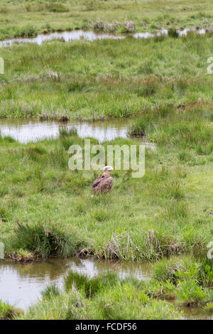 Netherlands, Nieuw Namen, Nature reserve called Verdronken Land van Saeftinghe. Tidal marshland. White-tailed eagle. Trained Stock Photo