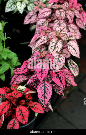 Four types of Hypoestes phyllostachya or known as Polka dot plants Stock Photo