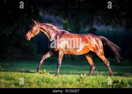 Hanoverian Horse. Bay mare galloping on a pasture. Germany Stock Photo