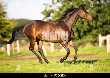 Hanoverian Horse. Bay mare galloping on a pasture. Germany Stock Photo