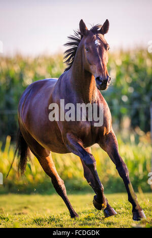 Hanoverian Horse. Bay mare galloping on a pasture. Germany Stock Photo