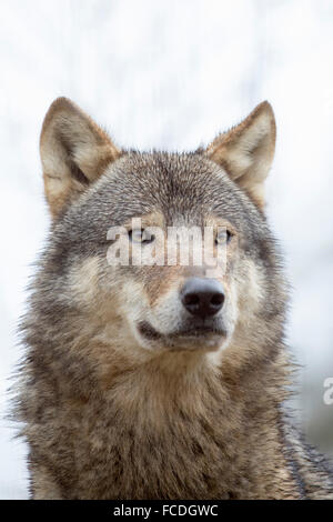 Netherlands, Kerkrade, Gaia Zoo. Gray wolf Stock Photo