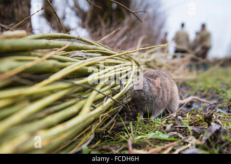 Netherlands, Werkendam, Biesbosch National Park. Brown rat Stock Photo