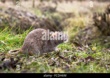 Netherlands, Werkendam, Biesbosch National Park. Brown rat Stock Photo