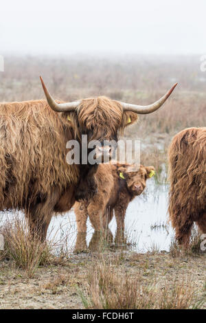 Netherlands, Loon op Zand, De Moer. nature reserve Huis ter Heide. Highland cattle in morning mist Stock Photo