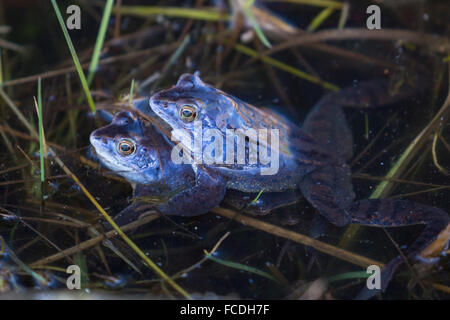 Netherlands, Loon op Zand, De Moer. nature reserve Huis ter Heide. Male moor frogs (Rana arvalis) changing color Stock Photo