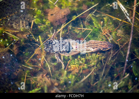 Netherlands, Loon op Zand, De Moer. nature reserve Huis ter Heide. Female moor frogs (Rana arvalis) leaves after laying eggs Stock Photo