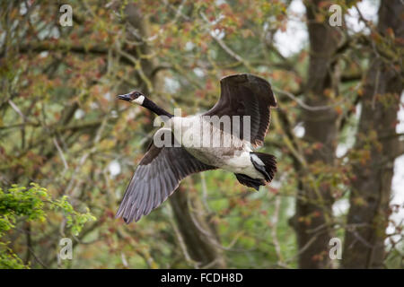 Netherlands, Werkendam, national park De Biesbosch, Canada goose Stock Photo