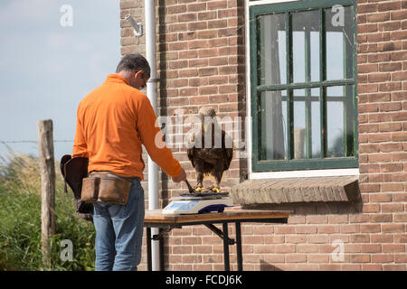 Netherlands, Werkendam, De Biesbosch National Park. European sea-eagle on balance. Jacques-Olivier Travers Freedom Conservation. Stock Photo