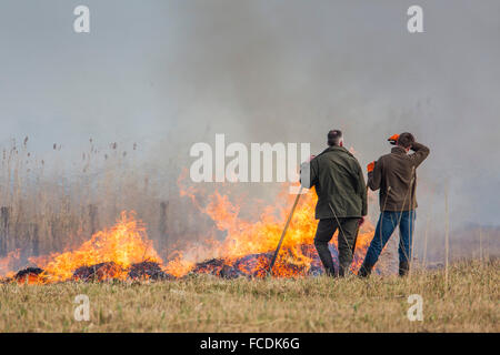 Netherlands, Akersloot, Hempolder Nature Reserve. Wetland. Breeding ground for waterfowl. Burning of dry reed supervisors. Stock Photo