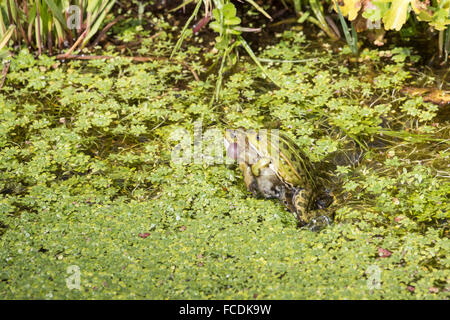 Netherlands, Naarden, Nature reserve Naardermeer. Couple of green frogs in ditch. Mating. Stock Photo