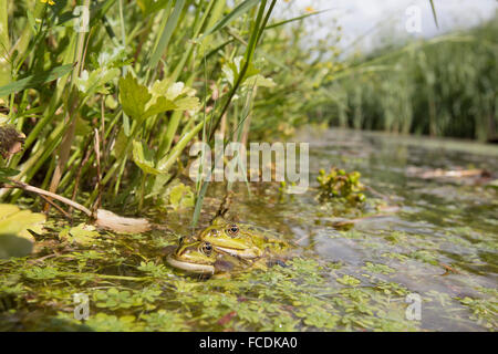 Netherlands, Naarden, Nature reserve Naardermeer. Couple of green frogs in ditch. Mating. Stock Photo