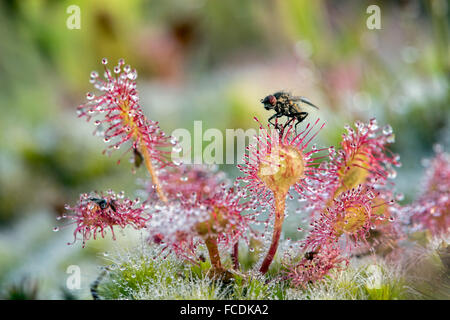 Netherlands, Bussum, Nature reserve Zanderij Cruysbergen. Sundew. Carnivorous plant with sticky glandular hairs Trap insects Fly Stock Photo