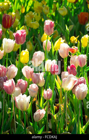 tulips of various colors in nature in spring time Stock Photo - Alamy