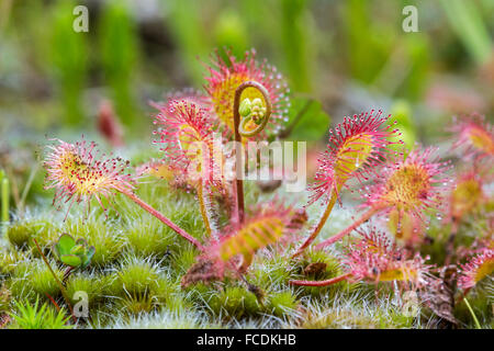 Netherlands, Bussum, Nature reserve Zanderij Cruysbergen. Sundew. Carnivorous plant with sticky glandular hairs. Trap insects Stock Photo