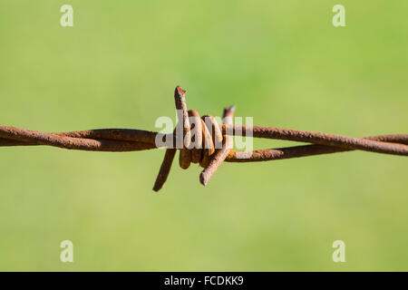 Rusty barbed wire fence Stock Photo